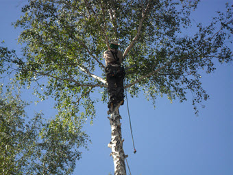 обрезка деревьев в Челябинске